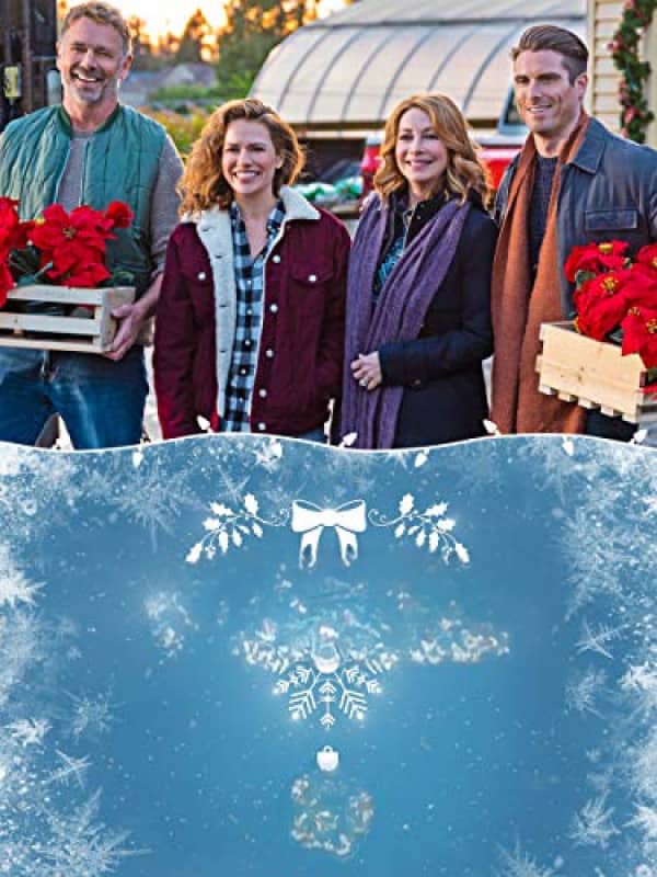 Milad üçün puansettiya çiçəkləri (2018)